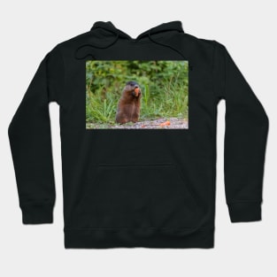 Beaver munching on a carrot Hoodie